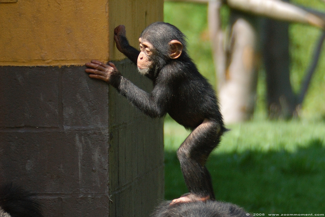 chimpansee ( Pan troglodytes ) chimpanzee
Trefwoorden: Monde Sauvage Belgium chimpansee Pan troglodytes chimpanzee