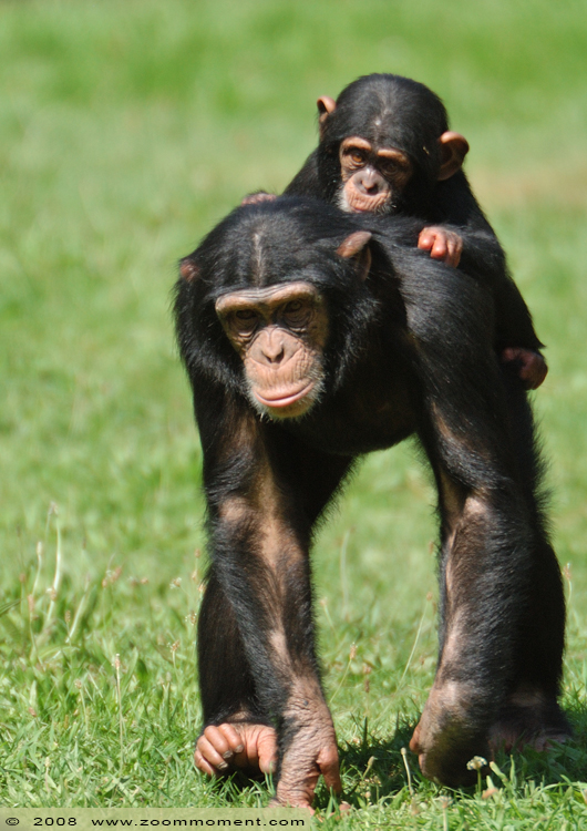 chimpansee ( Pan troglodytes ) chimpanzee
Trefwoorden: Monde Sauvage Belgium chimpansee Pan troglodytes chimpanzee