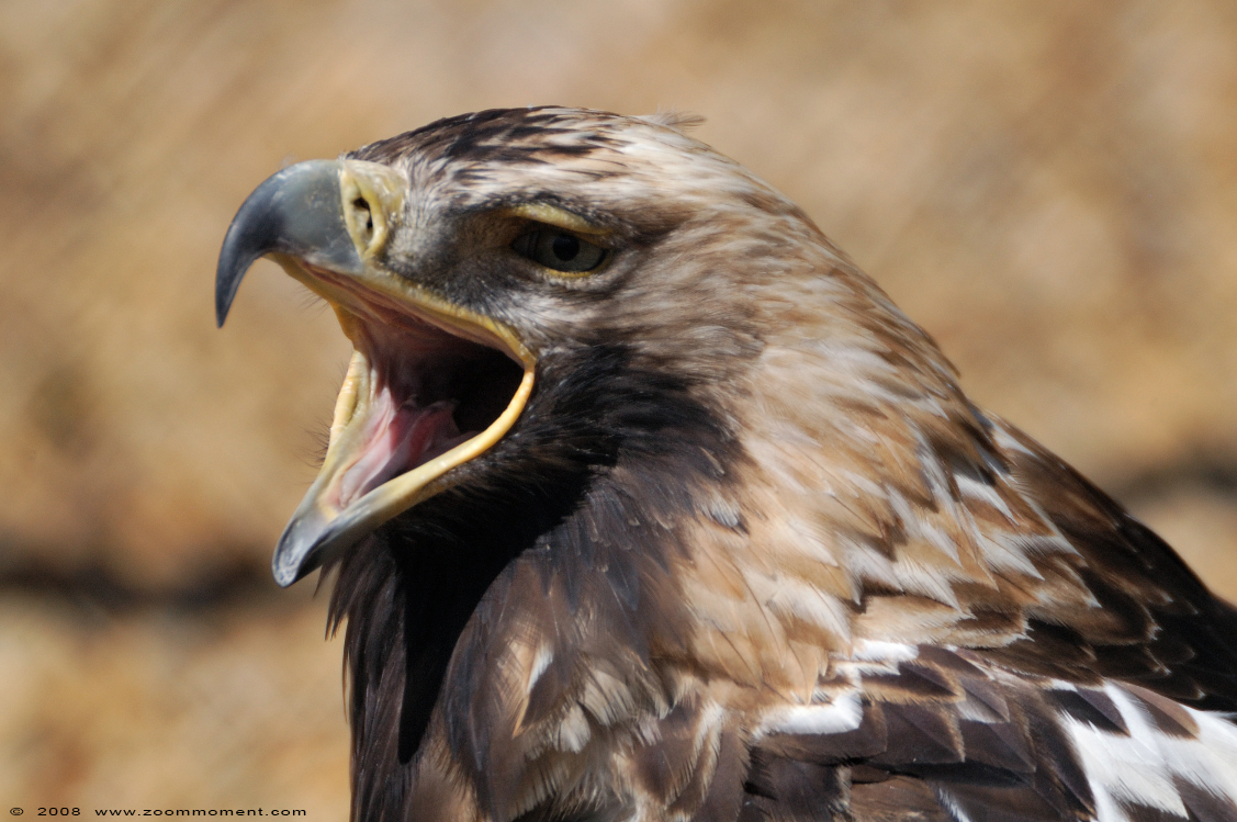 keizerarend  ( Aquila heliaca )  imperial eagle
Trefwoorden: Monde Sauvage Belgium keizerarend Aquila heliaca imperial eagle