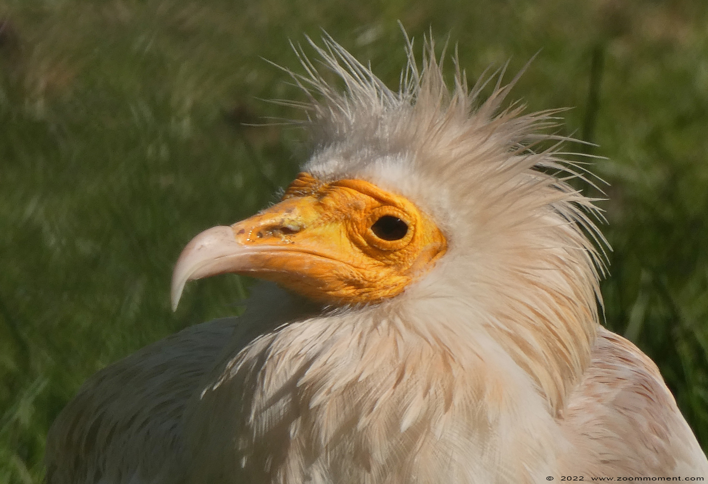 aasgier ( Neophron percnopterus ) Egyptian vulture
Trefwoorden: Monde Sauvage Belgium aasgier Neophron percnopterus Egyptian vulture