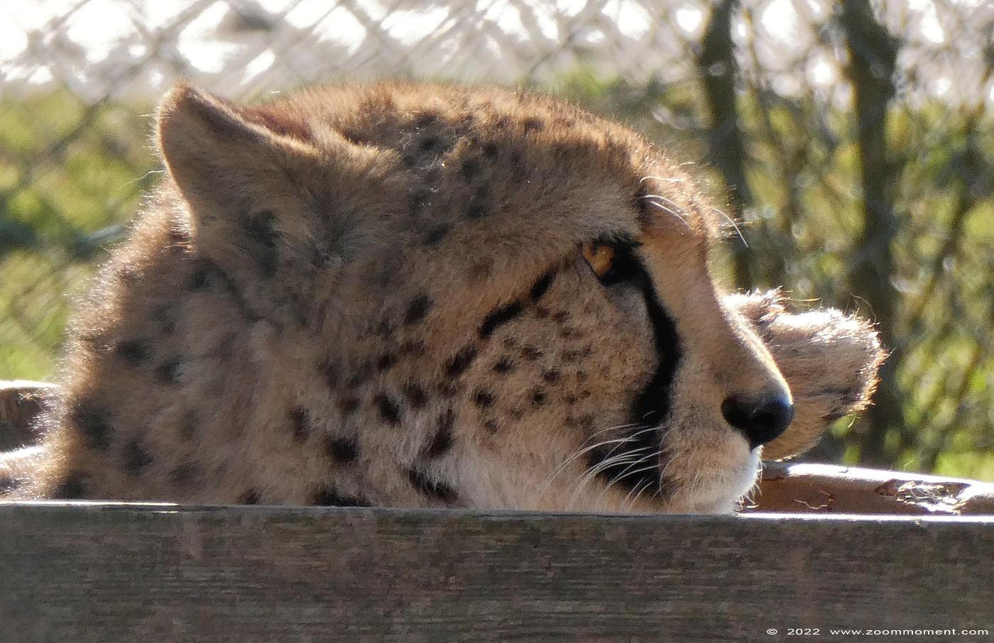 cheetah of jachtluipaard ( Acinonyx jubatus jubatus ) cheeta Gepard
Trefwoorden: Monde Sauvage Belgium cheetah jachtluipaard Acinonyx jubatus jubatus cheeta Gepard