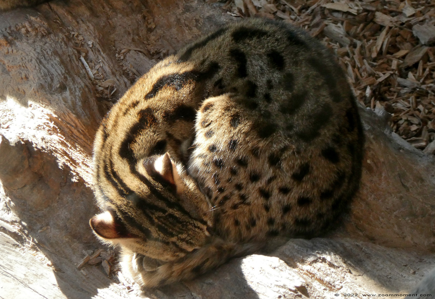 Bengaalse tijgerkat ( Prionailurus bengalensis ) leopard cat Bengalkatze
Palavras chave: Monde Sauvage Belgium Bengaalse tijgerkat Prionailurus bengalensis leopard cat Bengalkatze