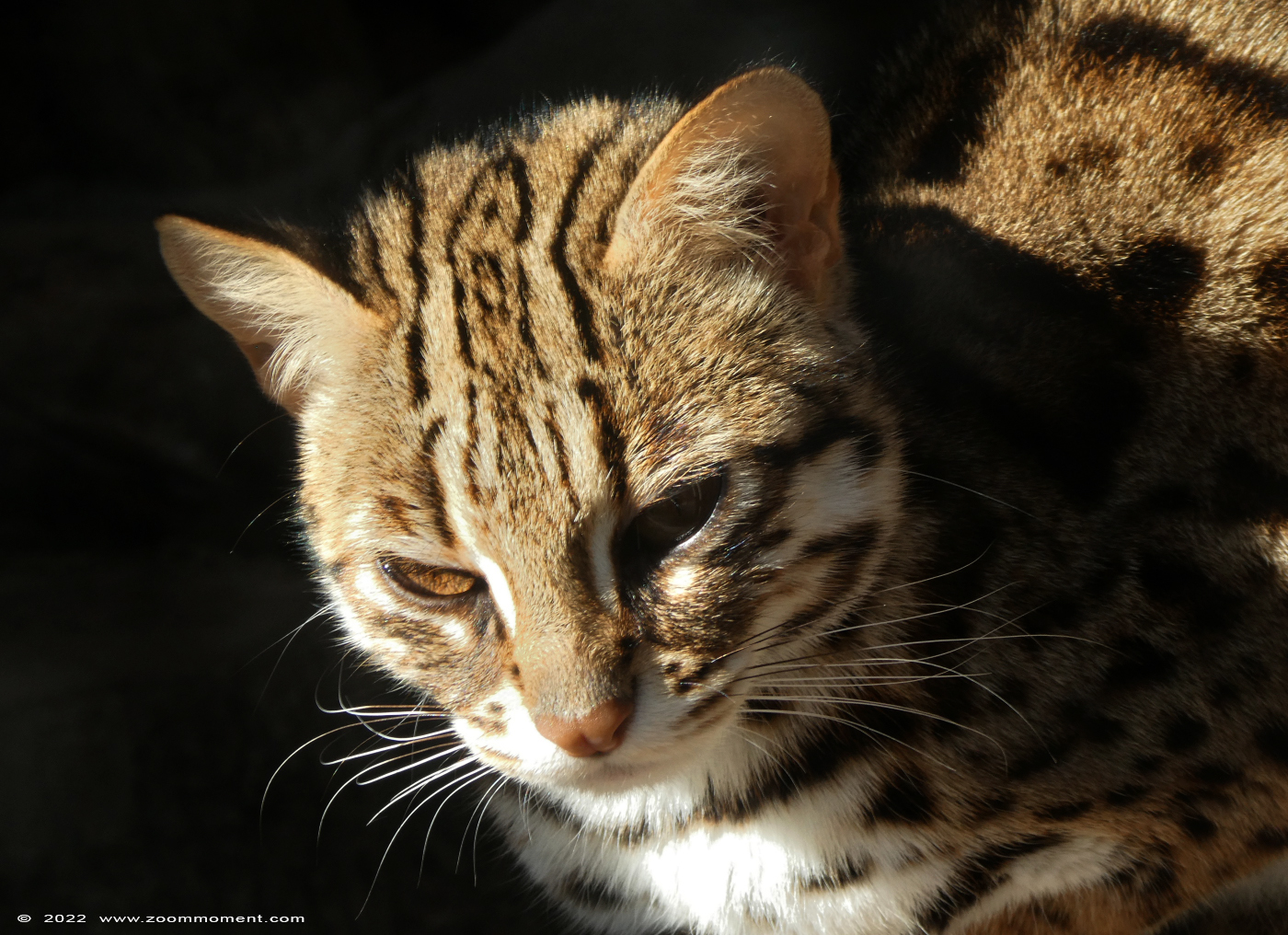Bengaalse tijgerkat ( Prionailurus bengalensis ) leopard cat Bengalkatze
Trefwoorden: Monde Sauvage Belgium Bengaalse tijgerkat Prionailurus bengalensis leopard cat Bengalkatze