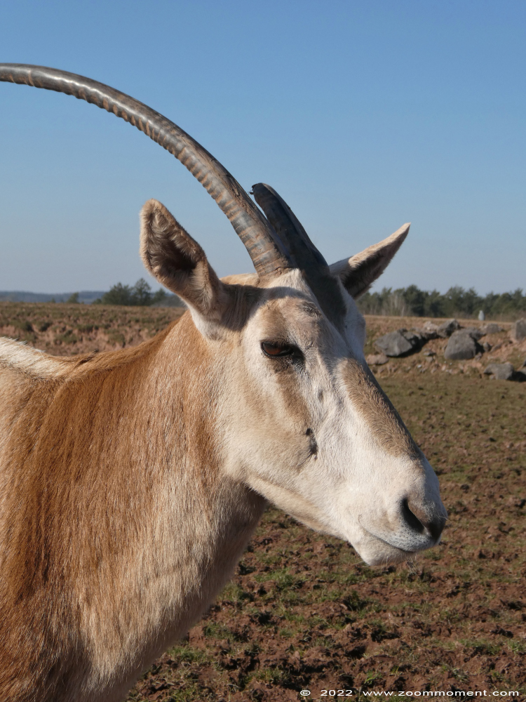 Sabelantilope of algazel ( Oryx dammah of syn Oryx tao ) scimitar oryx
Trefwoorden: Monde Sauvage Belgium Sabelantilope algazel Oryx dammah Oryx tao scimitar oryx