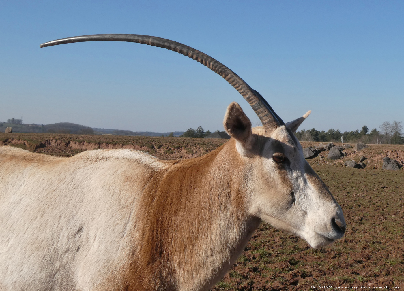Sabelantilope of algazel ( Oryx dammah of syn Oryx tao ) scimitar oryx
Trefwoorden: Monde Sauvage Belgium Sabelantilope algazel Oryx dammah Oryx tao scimitar oryx
