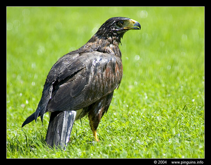 zeearend ( Haliaeetus albicilla ) eagle in Mondo Verde
Trefwoorden: Mondo Verde   Nederland Netherlands zeearend  eagle vogel bird arend  Haliaeetus albicilla  eagle