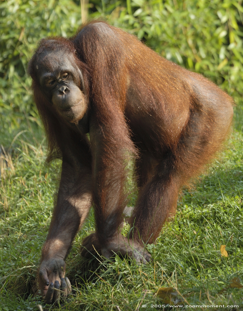 orang oetan ( Pongo pygmaeus ) orangutan
Keywords: Allwetterzoo Münster Muenster zoo orang oetan Pongo pygmaeus orangutan