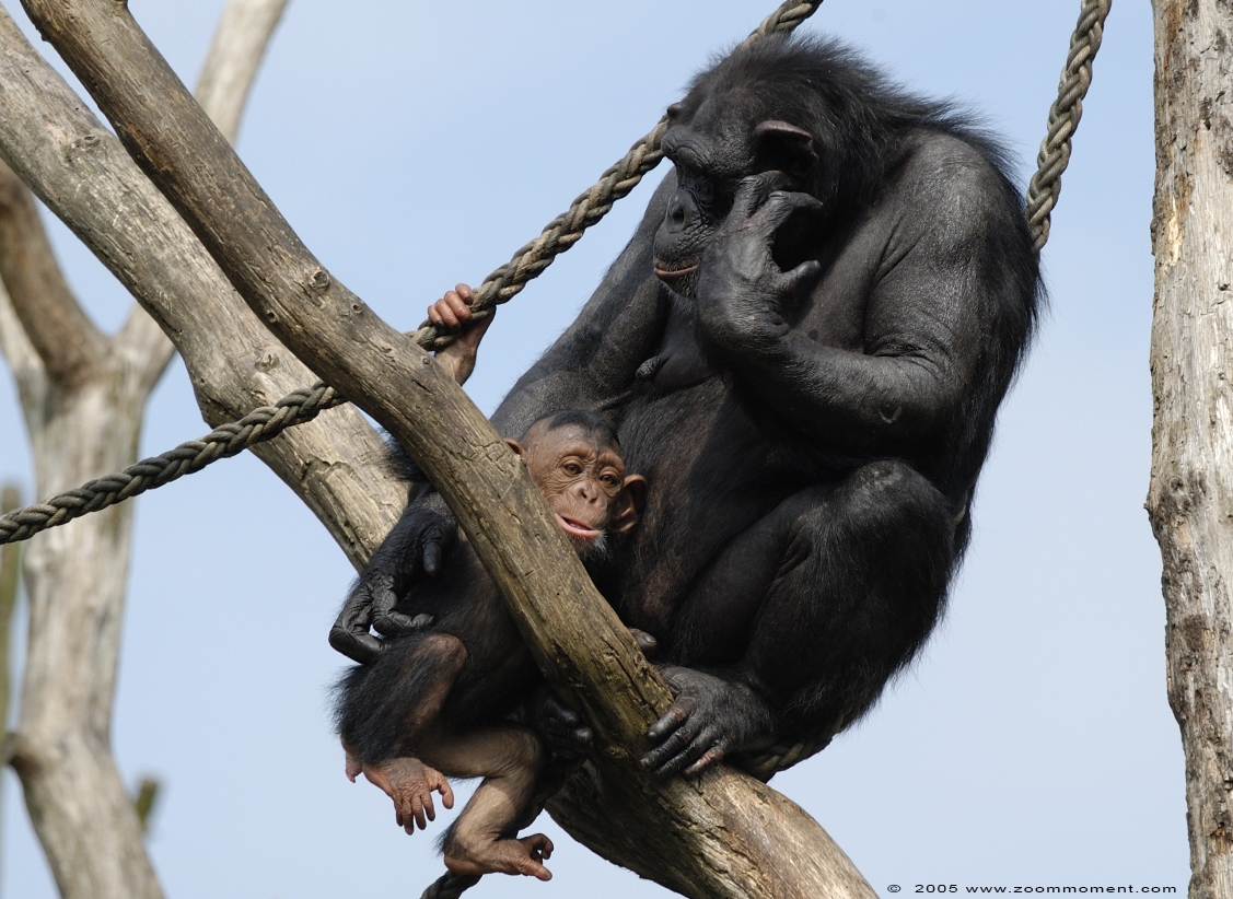 chimpansee ( Pan troglodytes ) chimpanzee
Trefwoorden: Allwetterzoo Münster Muenster zoo chimpansee chimpanzee Pan troglodytes Chimpanse