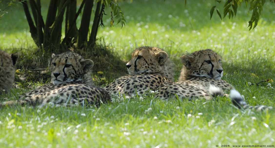 jachtluipaard ( Acinonyx jubatus ) cheetah gepard
Trefwoorden: Allwetterzoo Münster Muenster zoo Acinonyx jubatus Jachtluipaard cheetah gepard