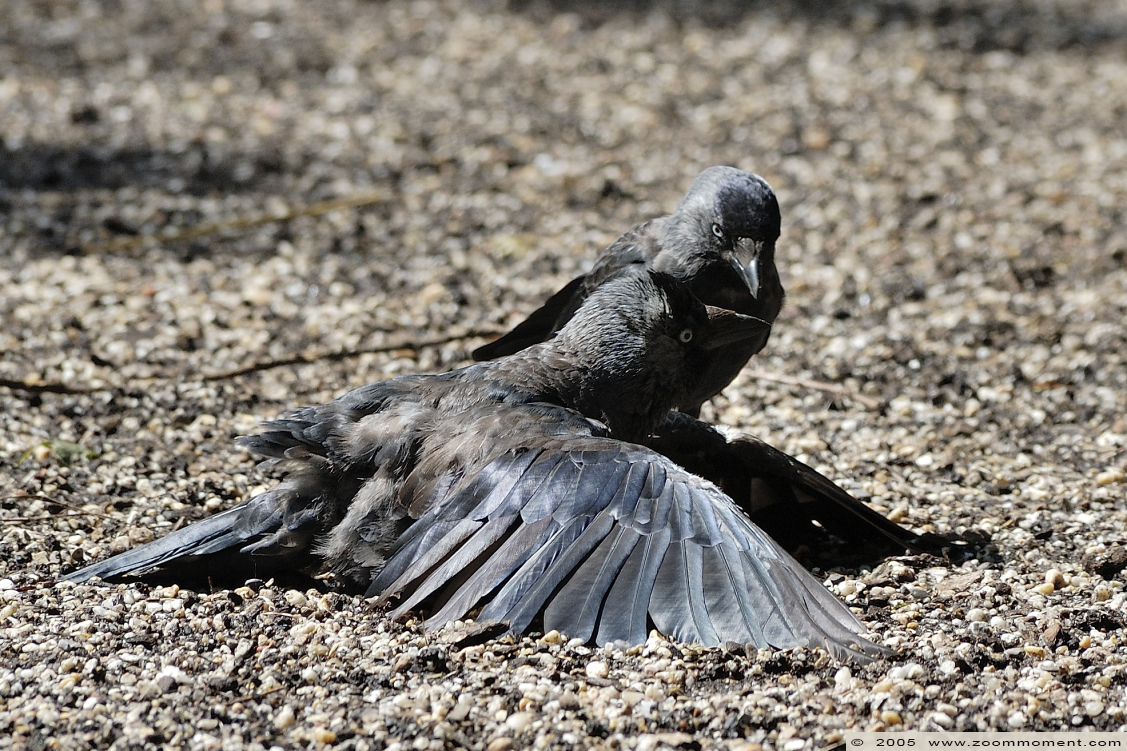 zwarte kraai ( Corvus corone ) carrion crow
Trefwoorden: Allwetterzoo Münster Muenster zoo zwarte kraai Corvus corone carrion crow