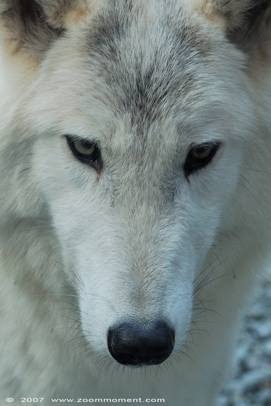 Mackenzie Valley wolf ( Canis lupus occidentalis ) timber wolf
Trefwoorden: Mulhouse Frankrijk France zoo Canis lupus occidentalis timber wolf Mackenzie Valley wolf