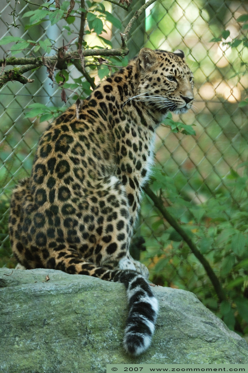 Amoerpanter ( Panthera pardus orientalis ) Amur leopard
Keywords: Mulhouse Frankrijk France zoo amoerluipaard  Panthera pardus orientalis amur leopard amoerpanter