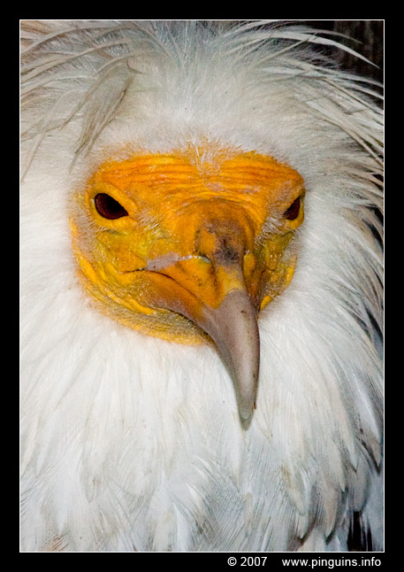 aasgier ( Neophron percnopterus ) Egyptian vulture
Trefwoorden: Mulhouse Frankrijk France zoo vogel bird aasgier Neophron percnopterus Egyptian vulture