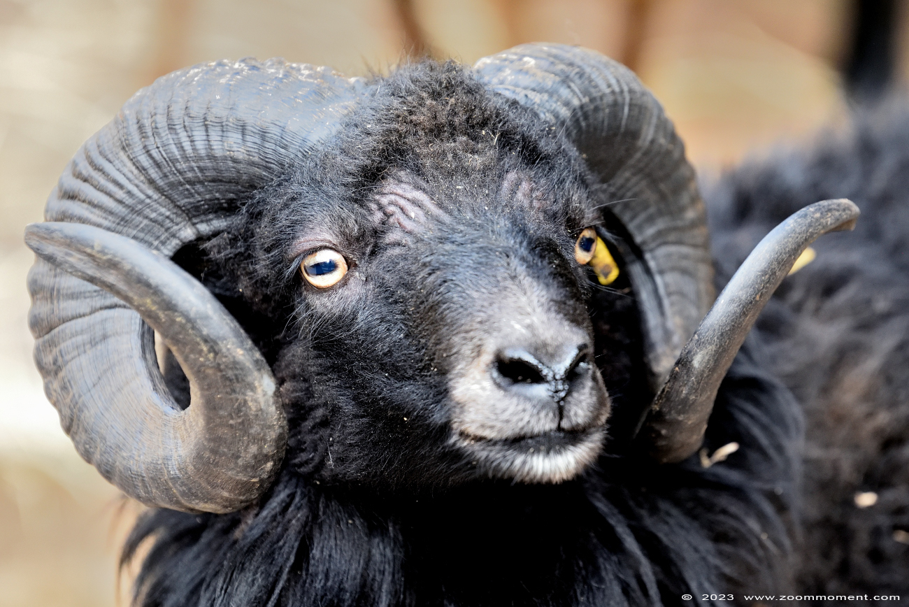 Ouessantschaap ( Ovis aries ) sheep
Trefwoorden: Neunkircher Zoo Germany Ouessantschaap Ovis aries sheep