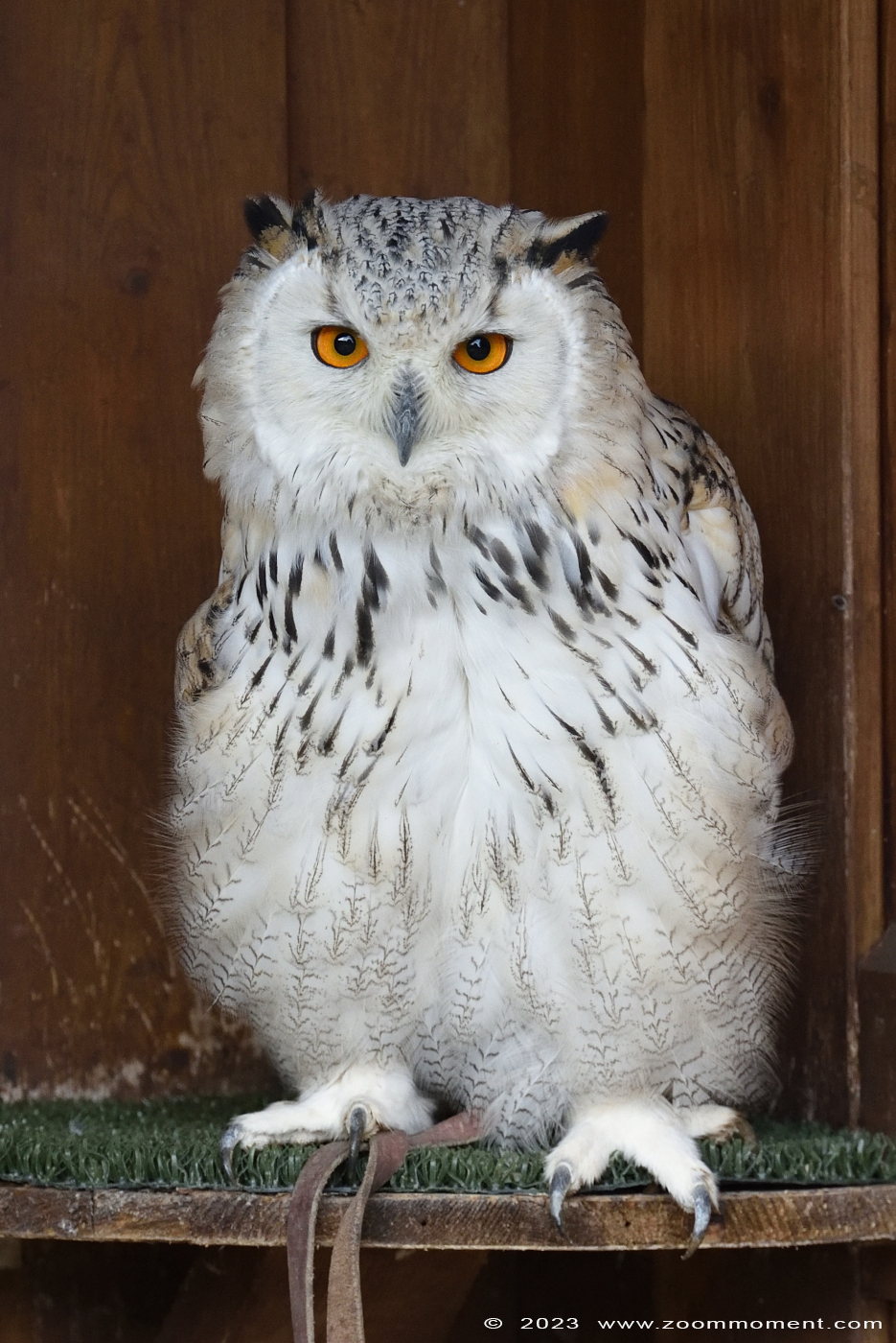 Siberische oehoe ( Bubo bubo sibiricus ) western Siberian eagle-owl
Trefwoorden: Neunkircher Zoo Germany Siberische oehoe Bubo bubo sibiricus western Siberian eagle-owl owl