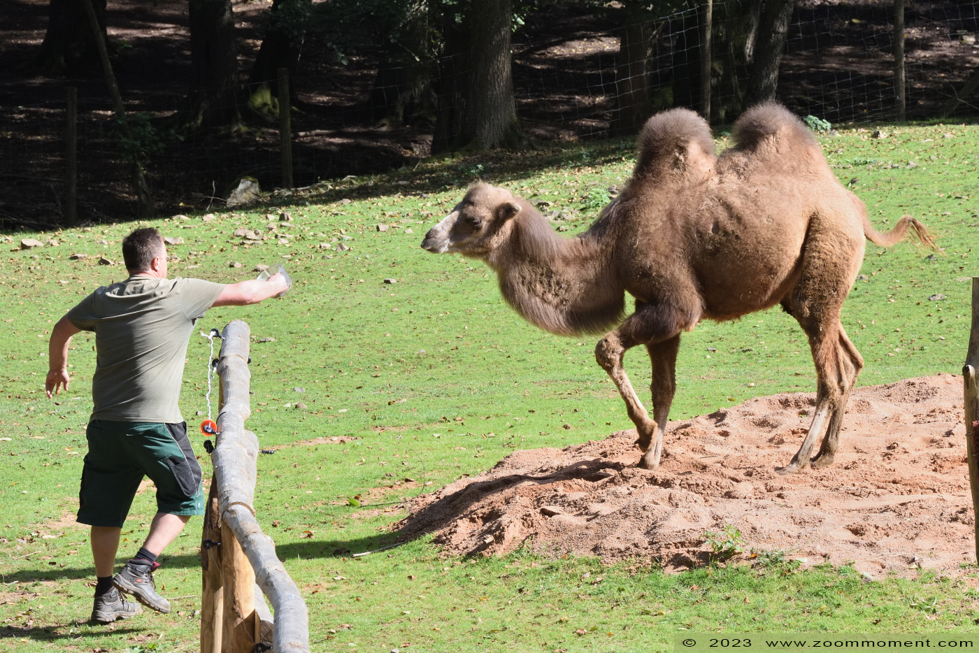 kameel (  Camelus bactrianus bactrianus ) camel
Trefwoorden: Neunkircher Zoo Germany kameel Camelus bactrianus bactrianus camel