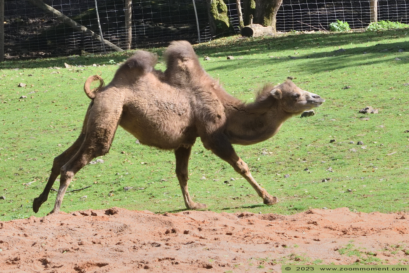 kameel ( Camelus Camelus bactrianus bactrianus ) camel
Trefwoorden: Neunkircher Zoo Germany kameel Camelus bactrianus bactrianus camel