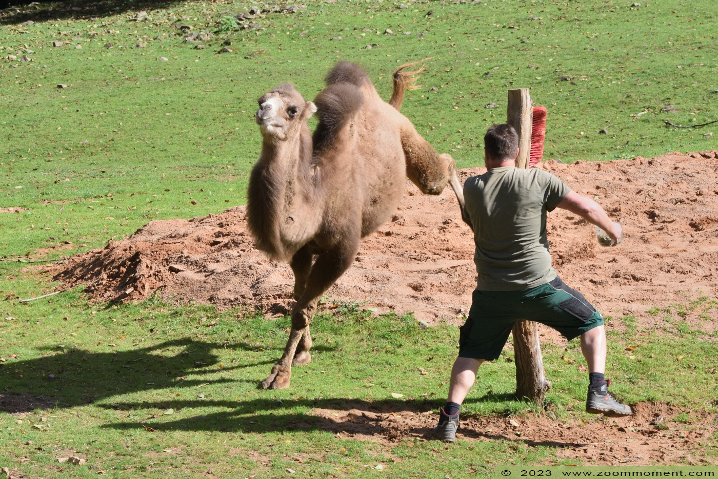 kameel ( Camelus bactrianus bactrianus ) camel
Trefwoorden: Neunkircher Zoo Germany kameel Camelus bactrianus bactrianus camel