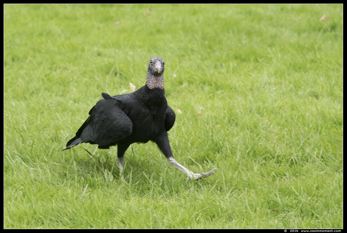 zwarte gier  ( Coragyps atratus ) American black vulture
Vogelshoot 2016
Trefwoorden: Oliemeulen Tilburg zoo zwarte gier  Coragyps atratus American black vulture