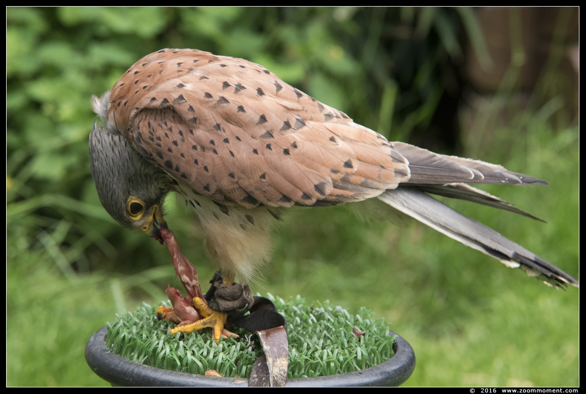 torenvalk ( Falco tinnunculus ) kestrel
Vogelshoot 2016
Nyckelord: Oliemeulen Tilburg zoo torenvalk Falco tinnunculus kestrel