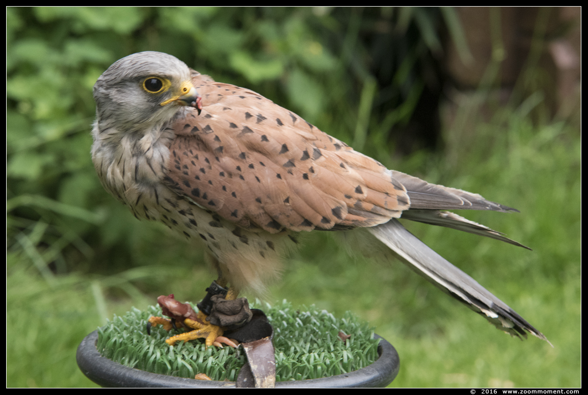 torenvalk ( Falco tinnunculus ) kestrel
Vogelshoot 2016
Keywords: Oliemeulen Tilburg zoo torenvalk Falco tinnunculus kestrel