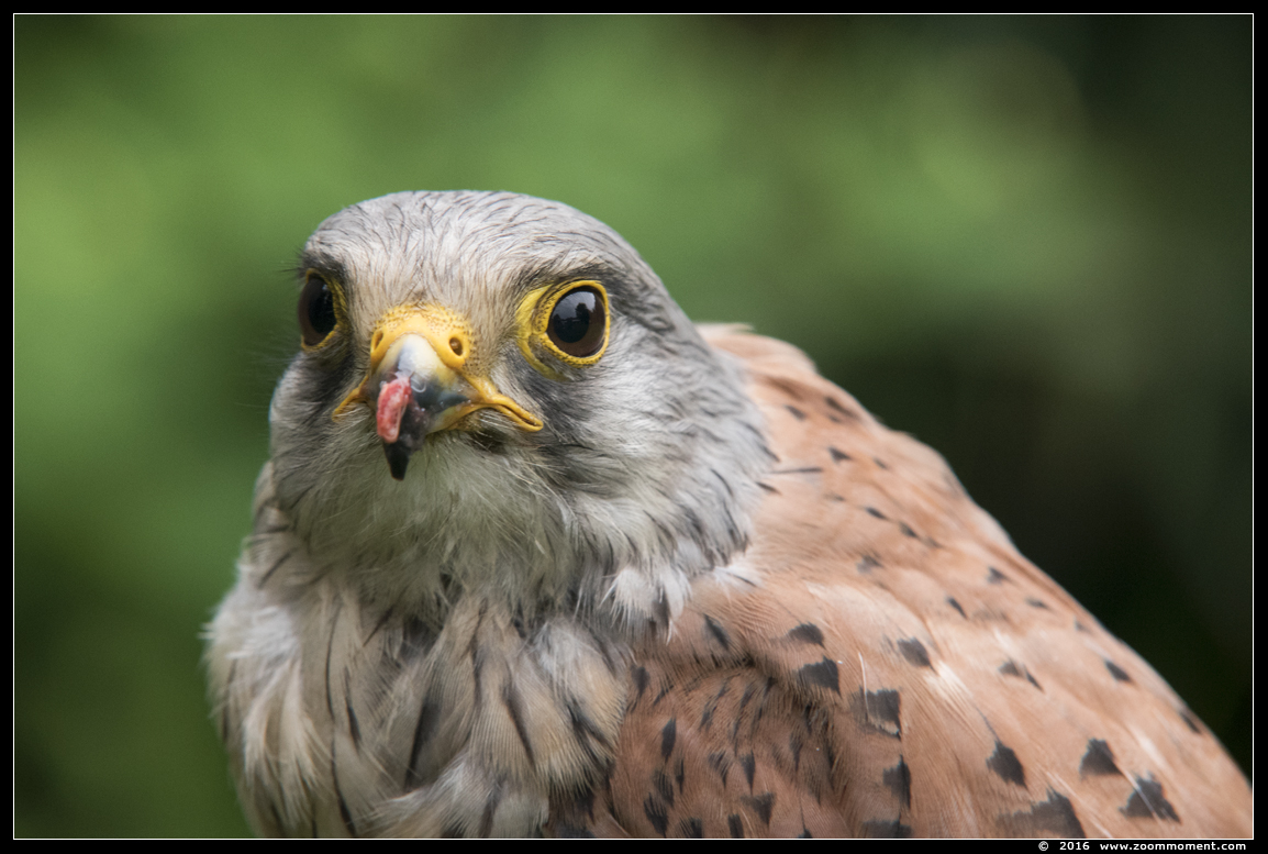 torenvalk ( Falco tinnunculus ) kestrel
Vogelshoot 2016
Ключові слова: Oliemeulen Tilburg zoo torenvalk Falco tinnunculus kestrel