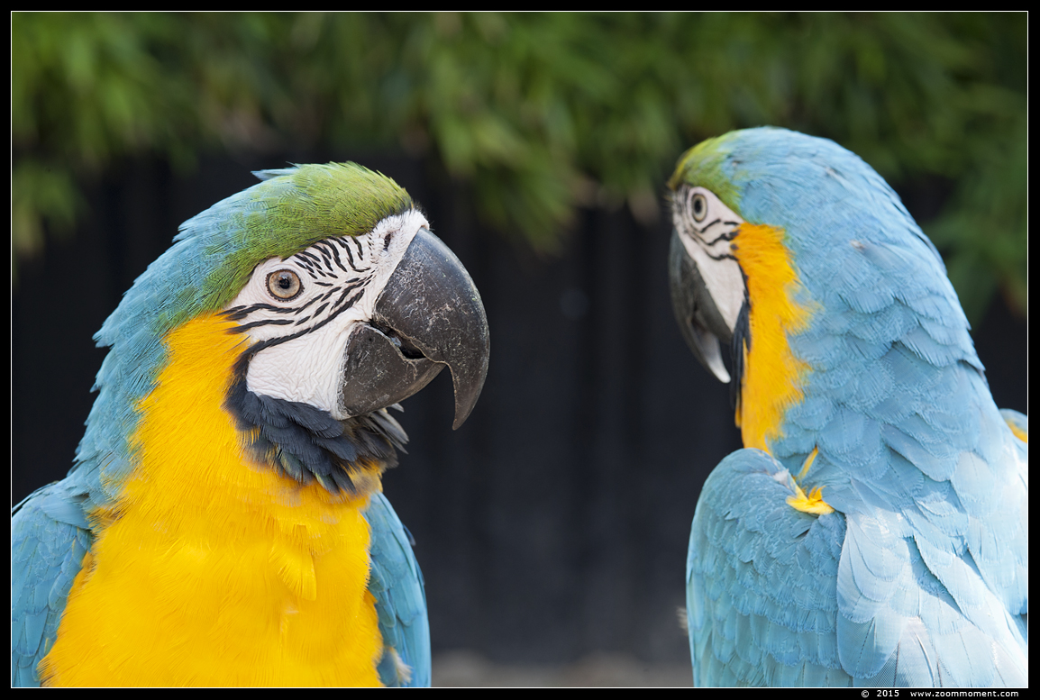blauwgele ara  ( Ara ararauna ) blue and yellow macaw
Trefwoorden: Oliemeulen Tilburg zoo blauwgele ara Ara ararauna blue and yellow macaw