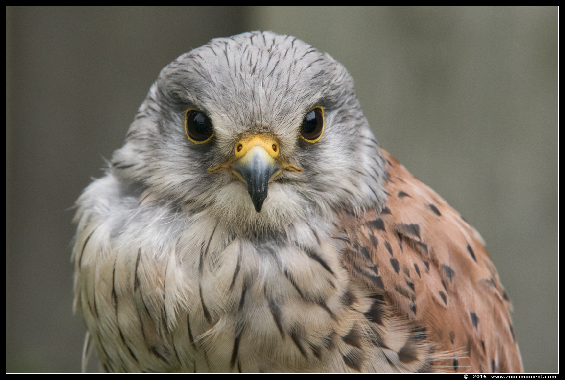 torenvalk ( Falco tinnunculus ) kestrel
Vogelshoot 2016
Kulcsszavak: Oliemeulen Tilburg zoo torenvalk Falco tinnunculus kestrel
