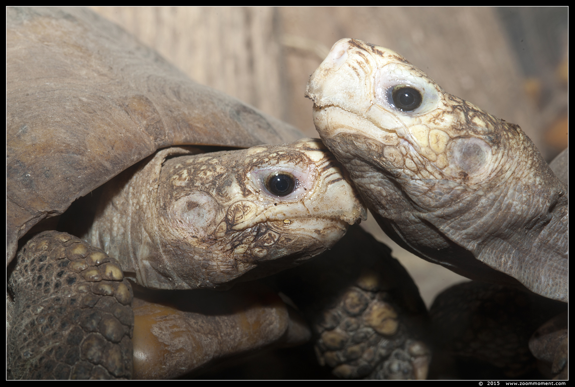 geelkopschildpad ( Indotestudo elongata )  elongated tortoise
Trefwoorden: Oliemeulen Tilburg zoo geelkopschildpad  Indotestudo elongata  elongated tortoise