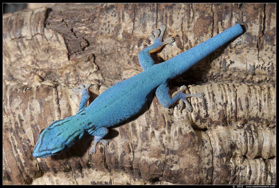 blauwe daggekko ( Lygodactylus williamsi ) turquoise dwarf gecko
Trefwoorden: Oliemeulen Tilburg zoo blauwe daggekko Lygodactylus williamsi turquoise dwarf gecko