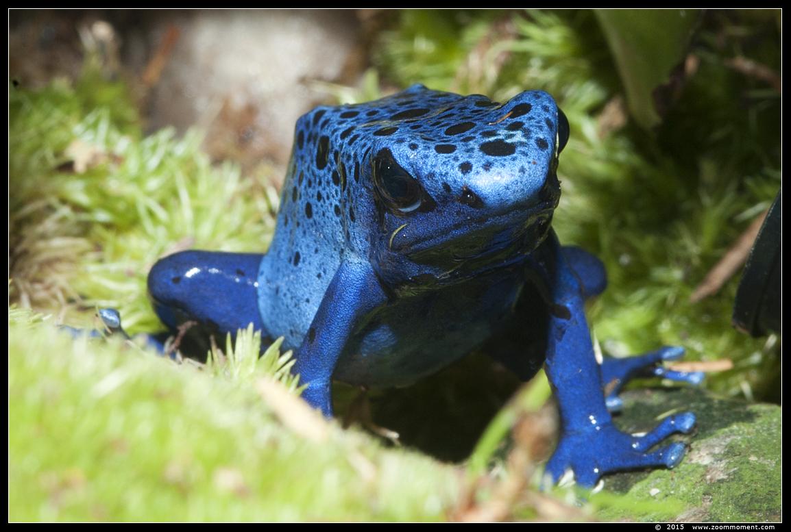 blauwe pijlgifkikker  ( Dendrobates tinctonus azureus ) blue poison dart frog
Trefwoorden: Oliemeulen Tilburg zoo blauwe pijlgifkikker Dendrobates tinctonus azureus blue poison dart frog
