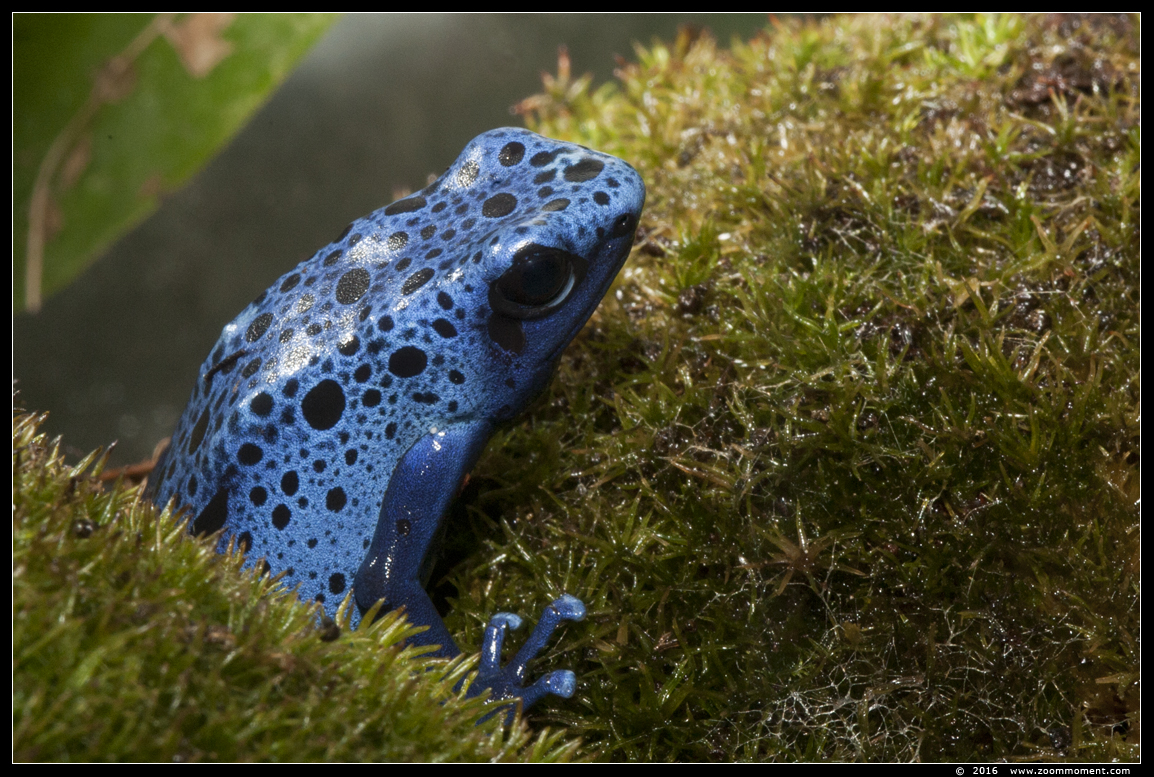 blauwe pijlgifkikker ( Dendrobates tinctonus azureus ) blue poison dart frog
Photonight at De Oliemeulen (NL)
Trefwoorden: Oliemeulen Tilburg zoo Photonight blauwe pijlgifkikker Dendrobates tinctonus azureus blue poison dart frog
