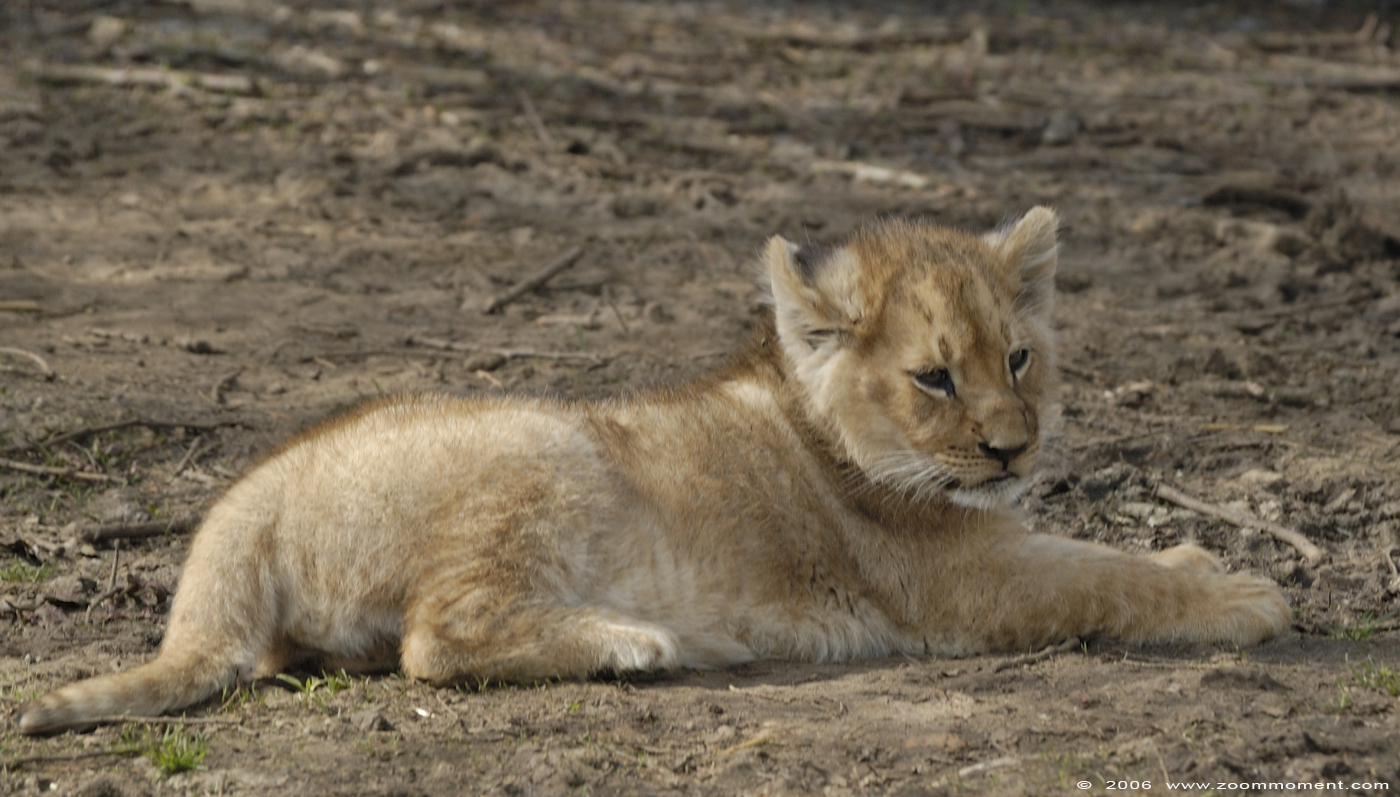 Afrikaanse leeuw welp  ( Panthera leo )  African lion cub
 

Keywords: Olmen zoo Pakawi park Belgie Belgium Afrikaanse leeuw Panthera leo African lion cub welp