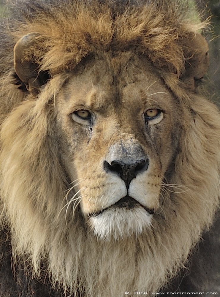 Afrikaanse leeuw  ( Panthera leo )  African lion 
Trefwoorden: Olmen zoo Pakawi park Belgie Belgium Afrikaanse leeuw Panthera leo African lion