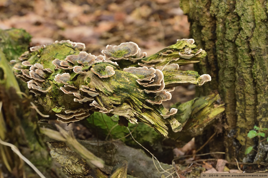 paddenstoel toadstool
Trefwoorden: Olmen zoo Pakawi park Belgie Belgium paddenstoel toadstool