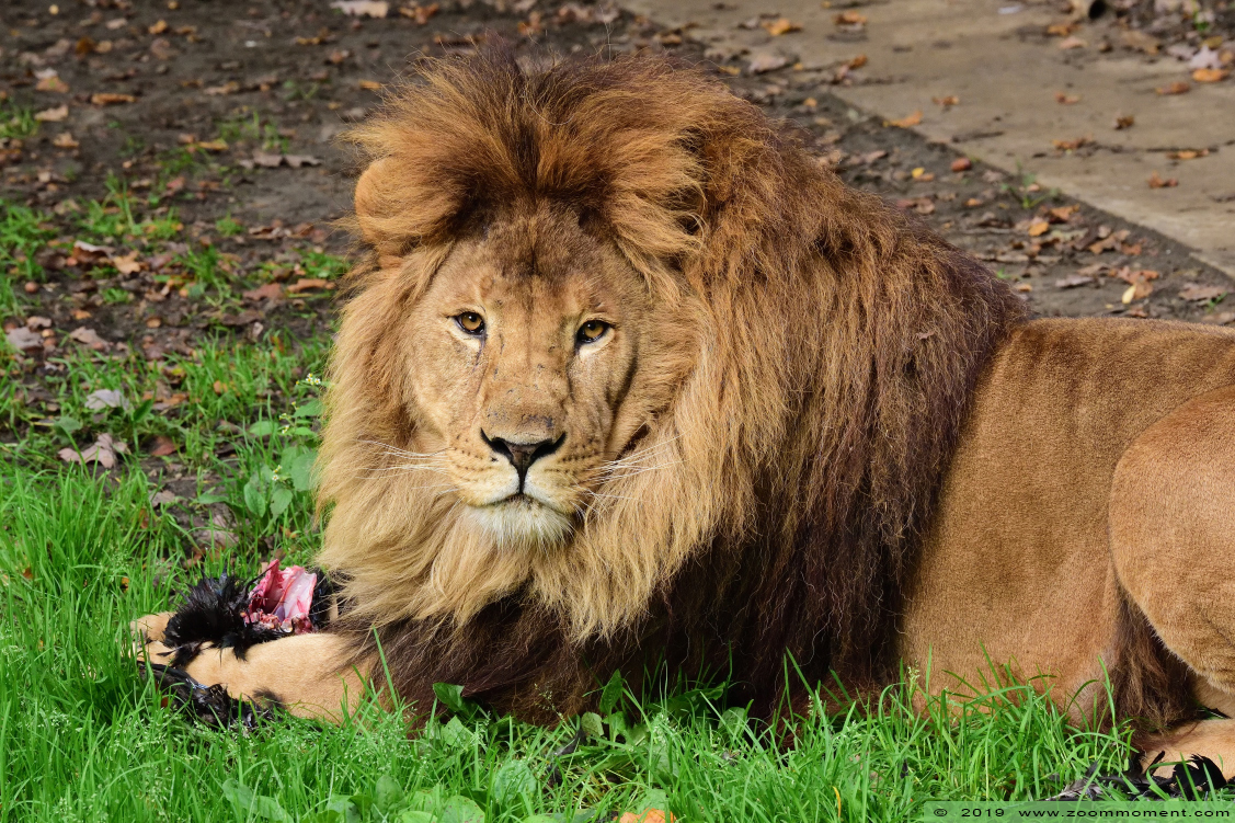 Afrikaanse leeuw  ( Panthera leo )  African lion
Trefwoorden: Olmen zoo Pakawi park Belgie Belgium Afrikaanse leeuw Panthera leo African lion