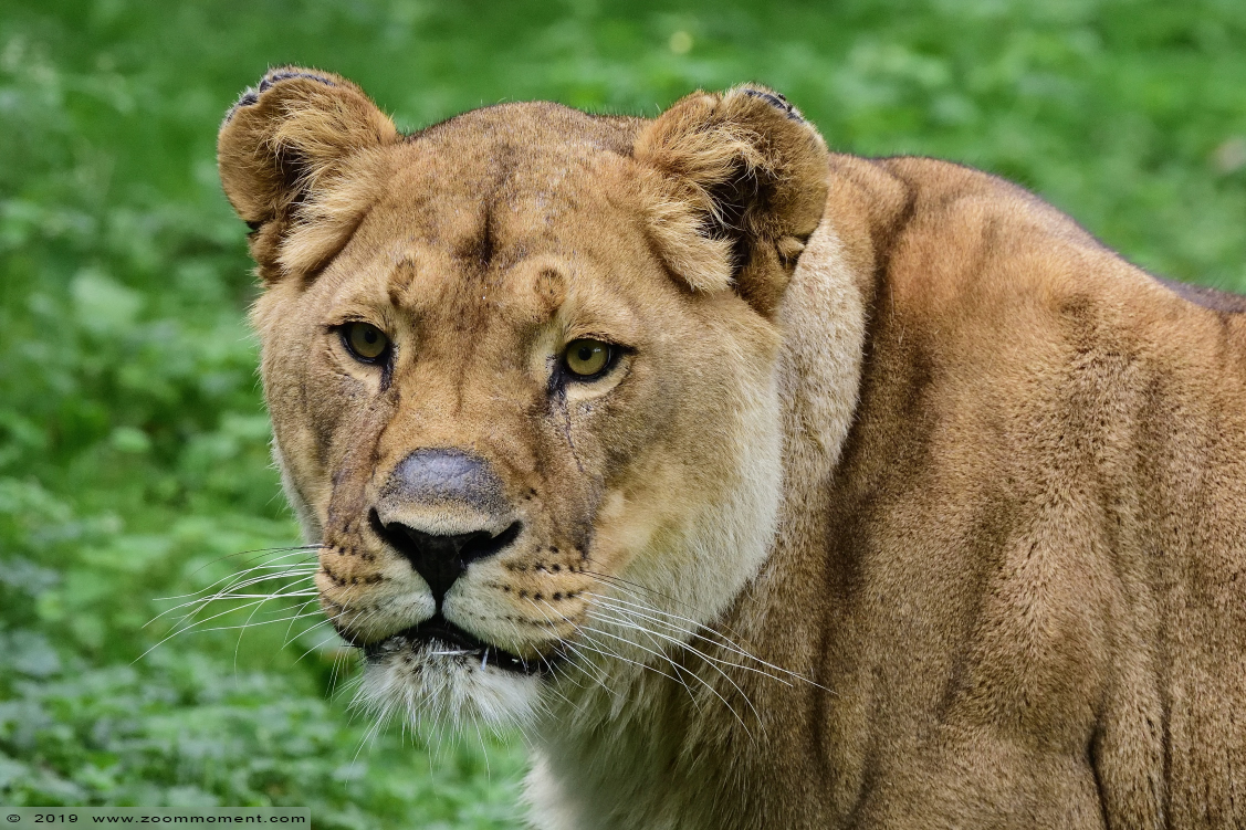 Afrikaanse leeuwin  ( Panthera leo )  African lioness
Trefwoorden: Olmen zoo Pakawi park Belgie Belgium Afrikaanse leeuw Panthera leo African lion leeuwin lioness