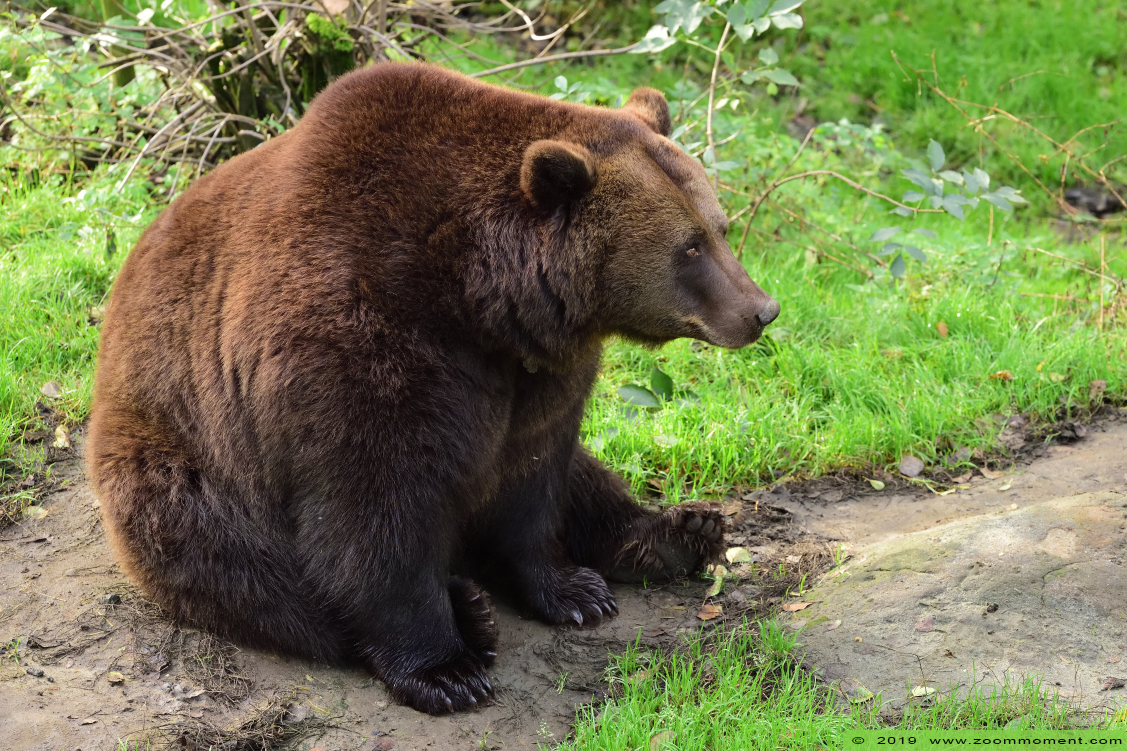 Bruine beer ( Ursus arctos )  brown bear
Trefwoorden: Olmen zoo Pakawi park Belgie Belgium Bruine beer  Ursus arctos   brown bear 
