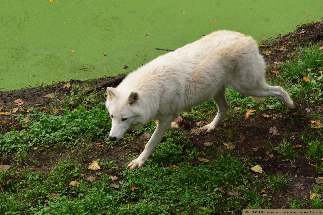 Hudson Bay wolf  ( Canis lupus hudsonicus ) hudson wolf
Trefwoorden: Olmen zoo Pakawi park Belgie Belgium Hudson Bay wolf  Canis lupus hudsonicus hudson wolf