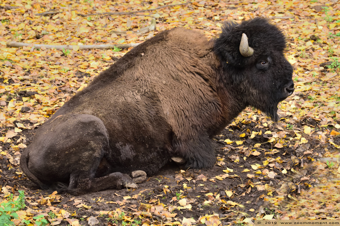 Bosbizon ( Bison bison athabascae )
Trefwoorden: Olmen zoo Pakawi park Belgie Belgium Bosbizon  Bison bison athabascae 