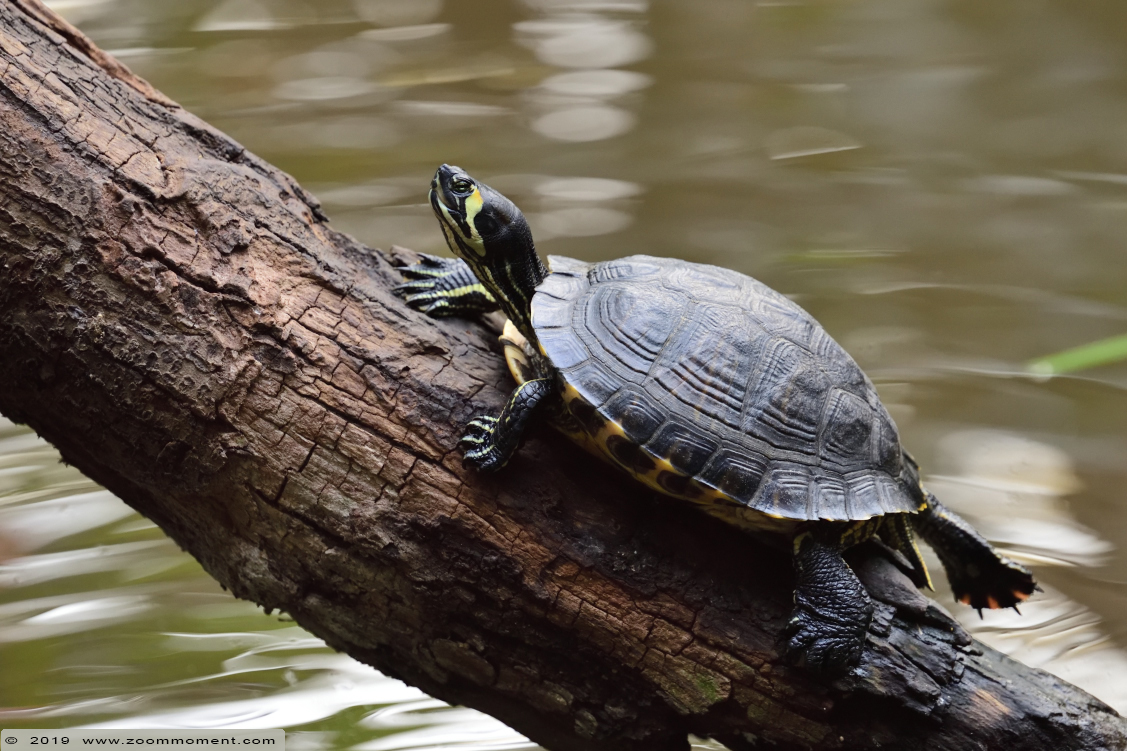 schildpad turtle
Trefwoorden: Olmen zoo Pakawi park Belgie Belgium schildpad turtle