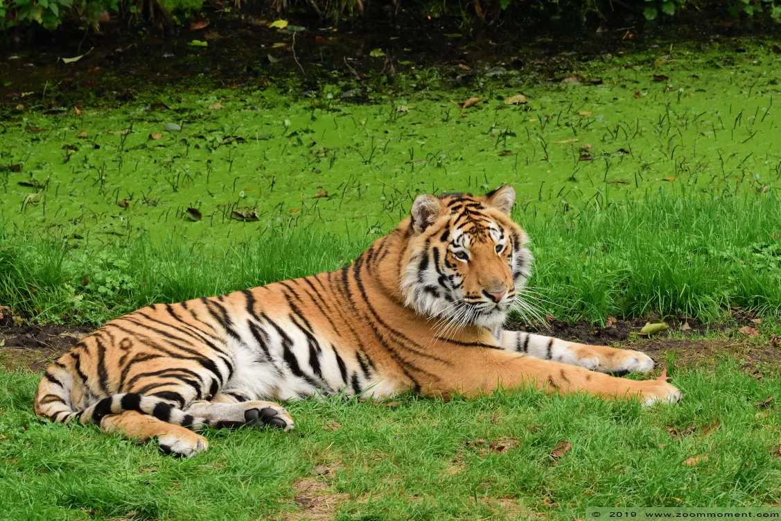 Siberische tijger ( Panthera tigris altaica ) Siberian tiger
Trefwoorden: Olmen zoo Pakawi park Belgie Belgium Siberische tijger Panthera tigris altaica Siberian tiger