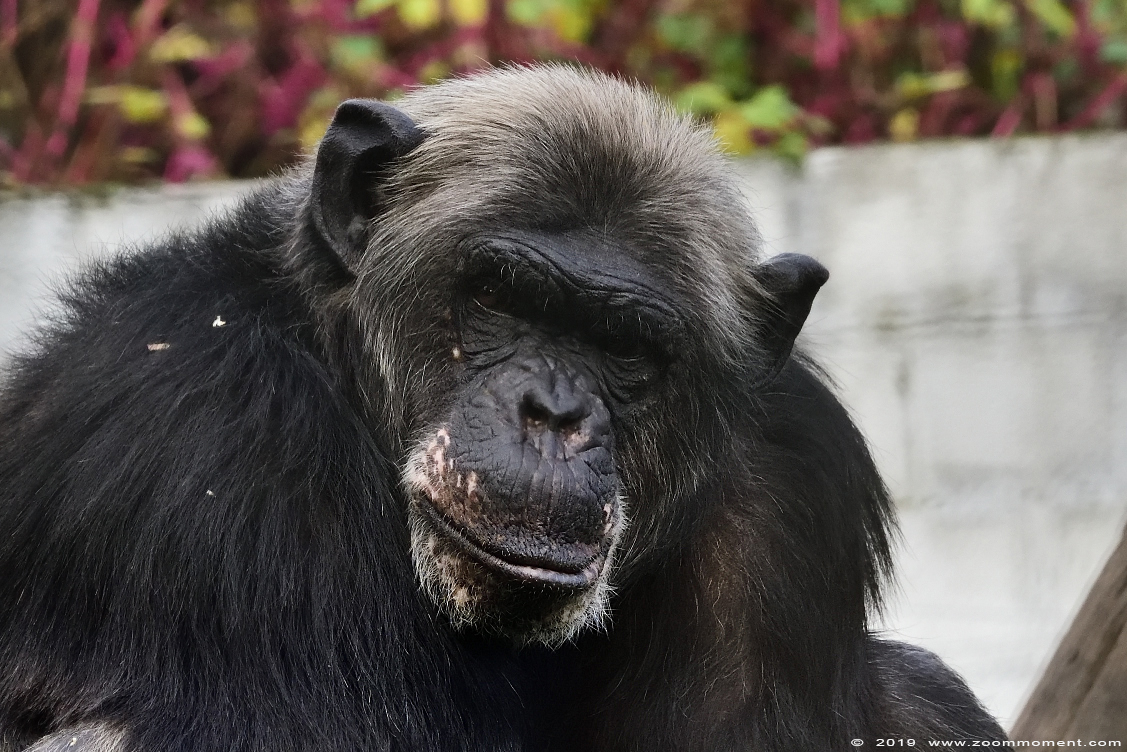 chimpansee  ( Pan troglodytes ) chimpanse chimpanzee 
Trefwoorden: Olmen zoo Pakawi park Belgie Belgium chimpansee  Pan troglodytes chimpanse chimpanzee 