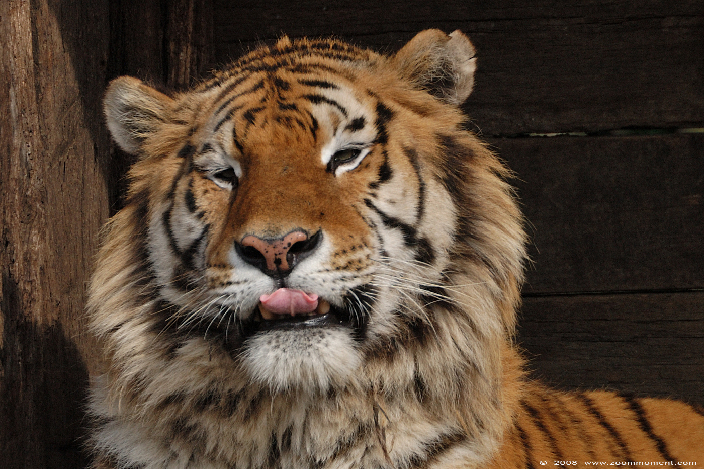 Siberische tijger ( Panthera tigris altaica ) Siberian tiger
Trefwoorden: Olmen zoo Belgie Belgium Siberische tijger Panthera tigris altaica Siberian tiger