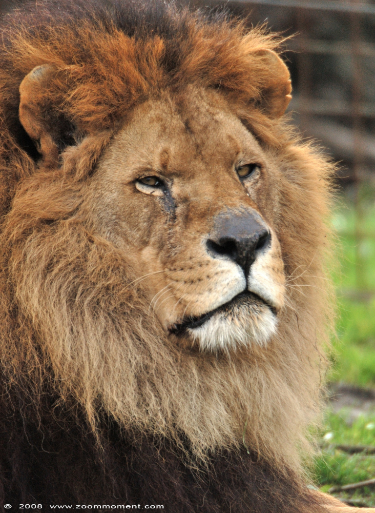 Afrikaanse leeuw ( Panthera leo )   African lion
Trefwoorden: Olmen zoo Belgium African lion Afrikaanse leeuw Panthera leo