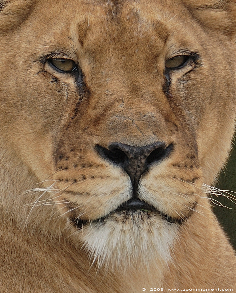 Afrikaanse leeuwin  ( Panthera leo )   African lioness
Trefwoorden: Olmen zoo Belgium African lion Afrikaanse leeuw Panthera leo