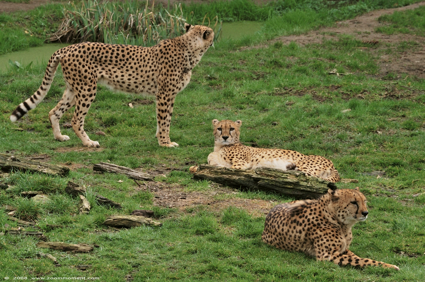 jachtluipaard ( Acinonyx jubatus jubatus ) cheetah
Trefwoorden: Olmen zoo Belgie Belgium jachtluipaard cheetah Acinonyx jubatus