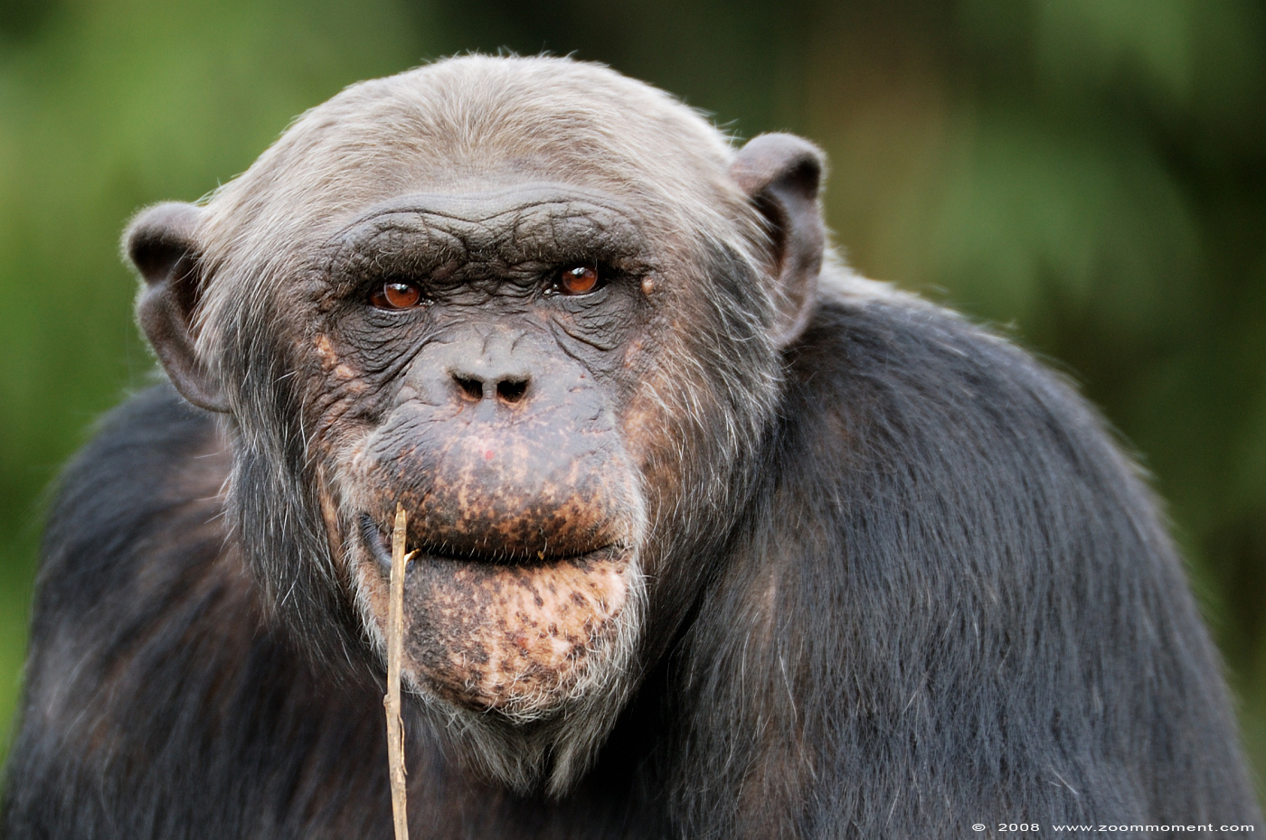 chimpansee  ( Pan troglodytes ) chimpanse chimpanzee
Trefwoorden: Olmen zoo Belgium chimpansee Pan troglodytes chimpanzee