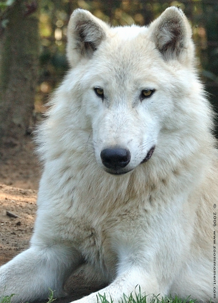 Hudson Bay wolf  ( Canis lupus hudsonicus ) hudson wolf
Keywords: Olmen zoo Pakawi park Belgie Belgium Hudson Bay wolf Canis lupus hudsonicus hudson wolf