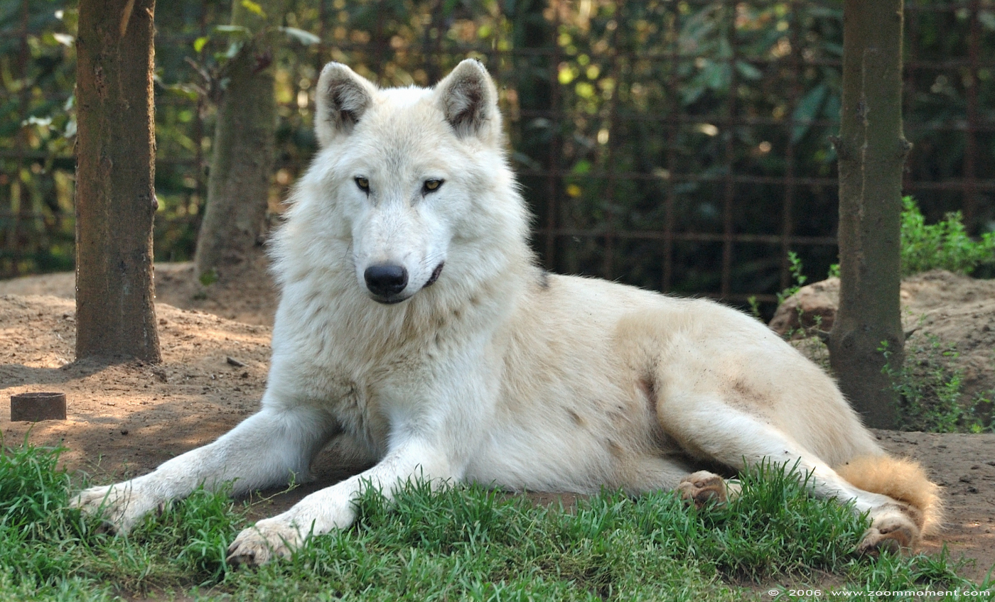 Hudson Bay wolf  ( Canis lupus hudsonicus ) hudson wolf
Parole chiave: Olmen zoo Pakawi park Belgie Belgium Hudson Bay wolf Canis lupus hudsonicus hudson wolf